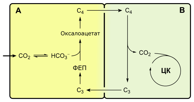 Схема C4-фотосинтеза