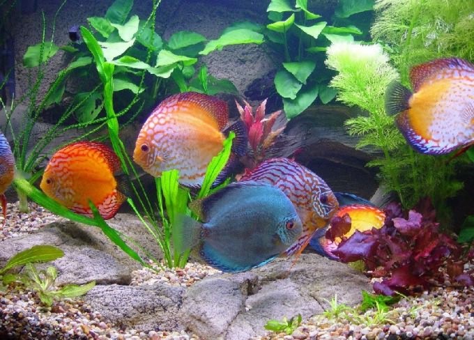аквариум с золотыми рыбками мутнеет