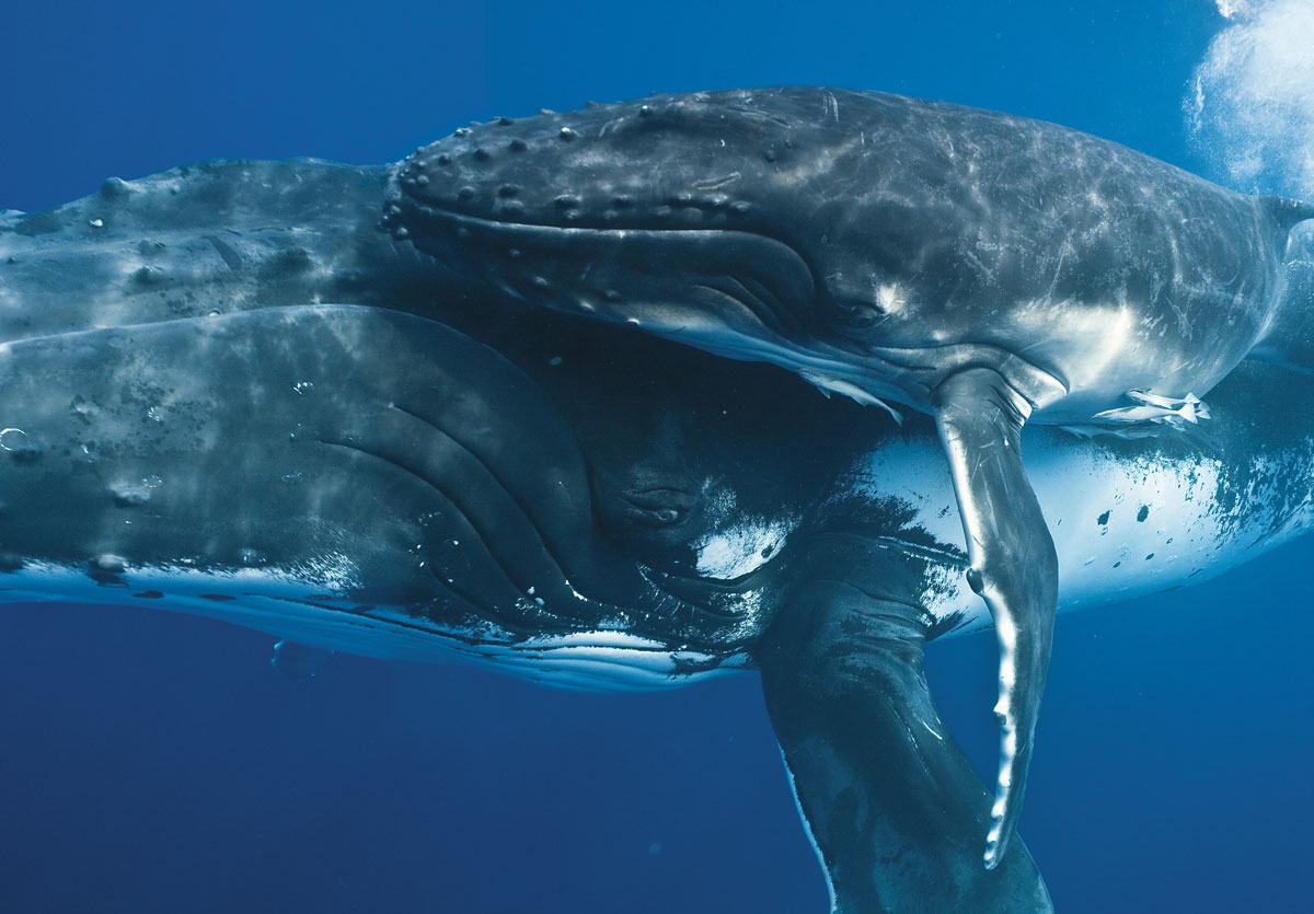 Фотографии китов в натуральную величину, Брайан Остин