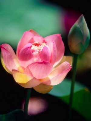 Цветок лотос