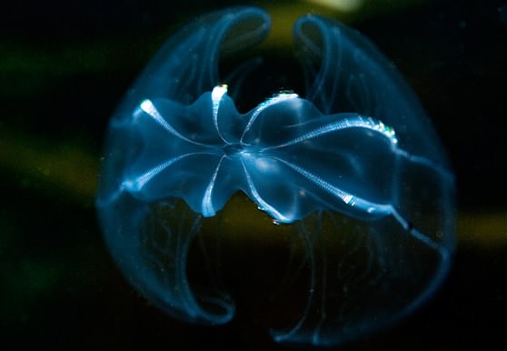 Гребневики и медузы планктона Черного моря