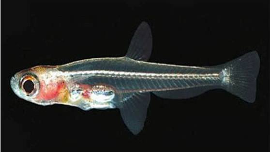 Рыбки «Stout Infantfish»