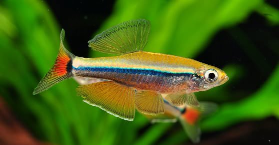 Рыбки «Paedocypris progenetica»
