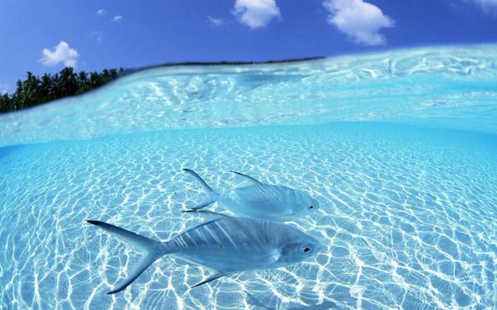 сонник чистая прозрачная вода с рыбами