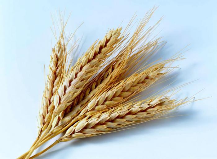 Калорийность каши пшеничной