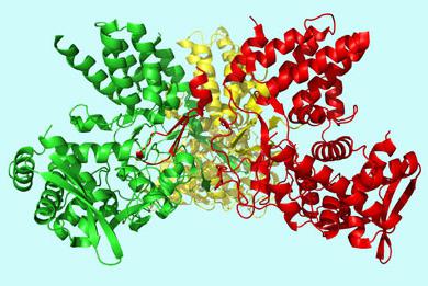 каталитическая функция белков