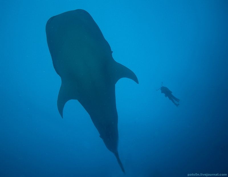 Китовая акула и дайвер, Тихий океан, Галапагосы