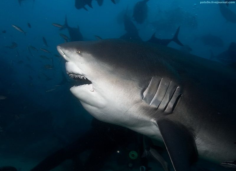 Бычья акула, Тихий океан, Фирджи