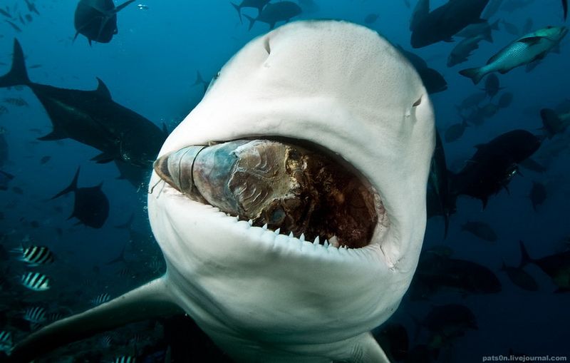 Бычья акула кого-то зажевала, Тихий океан, Фирджи