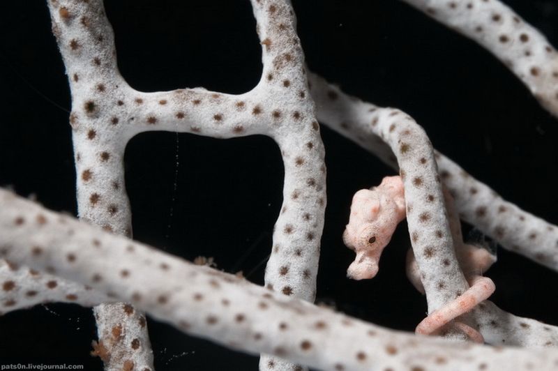 Застенчивый микро-конек Hippocampus denise (длина полсантиметра) в коралловых зарослях, Raja Ampat, Западное Папуа, Индонезия, Индийский океан