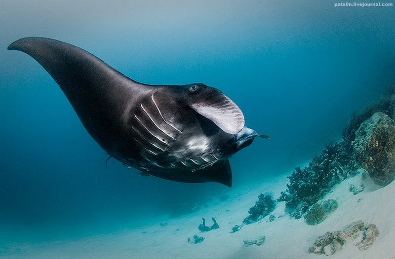 Черный скат манта или морской дьявол (манты - самые крупные скаты, ширина достигает 7 м, бывают светлыми и темными), Raja Ampat, Западное Папуа, Индонезия, Индийский океан