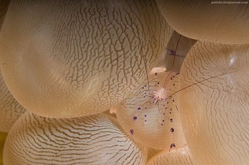 Креветка на корралловых шарах, Raja Ampat, Западное Папуа, Индонезия, Индийский океан