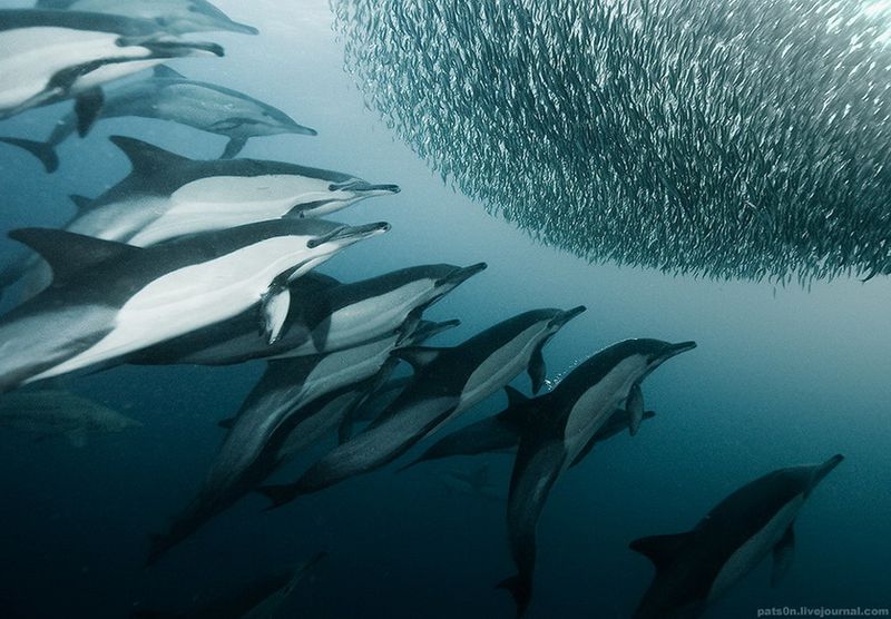Дельфины-белобочки на охоте, Индийский океан, Дикий Берег, Южная Африка