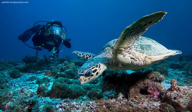 Черепаха бисса, Индийский океан, Мальдивы