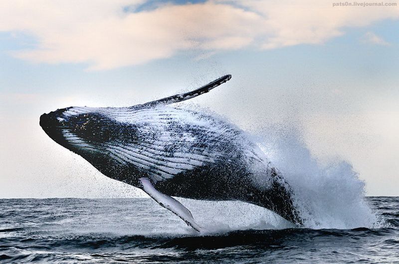 Горбатый кит, Индийский океан, Дикий Берег, Южная Африка