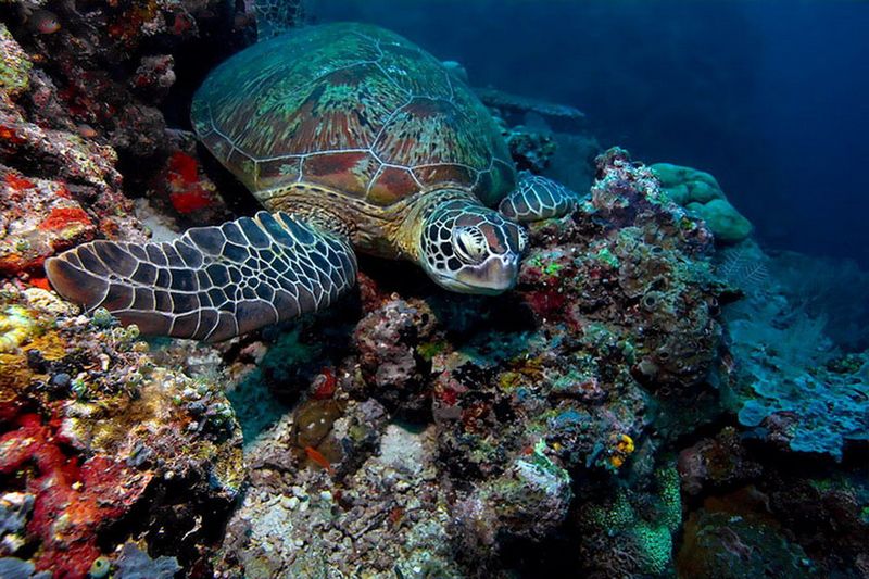 Зеленая морская черепаха, Тихий океан, Борнео, Малайзия