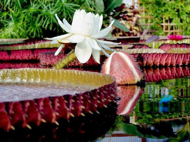 "Виктория амазонская" удивляет своими формами и крупным красивейшим соцветием