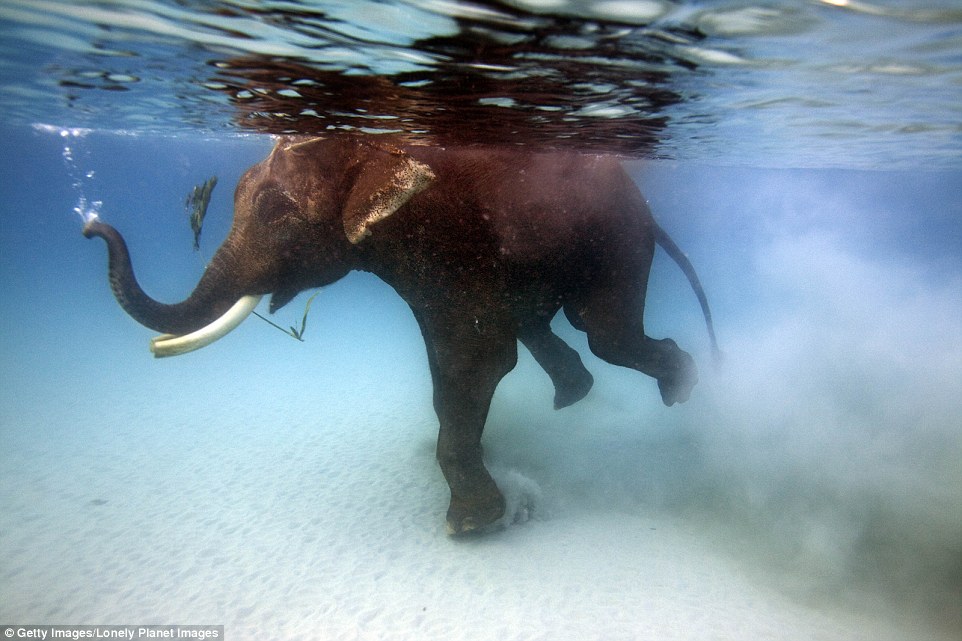 Слон плавает под водой возле острова Хавелок в Бенгальском заливе на территории Индии. Вода настольк