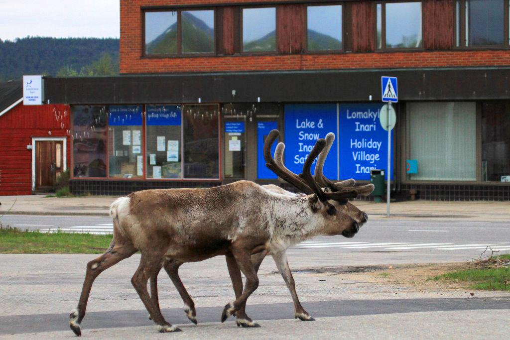 В Финляндии олени ходят по улицам маленьких городов.