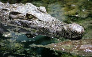 Крокодилы во сне