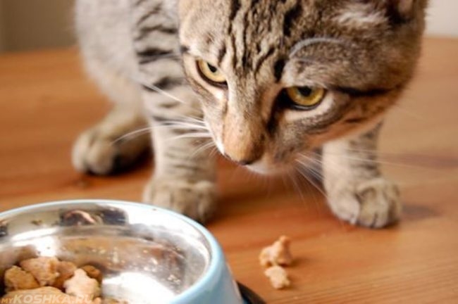 Коричневая полосатая кошка и миска с едой