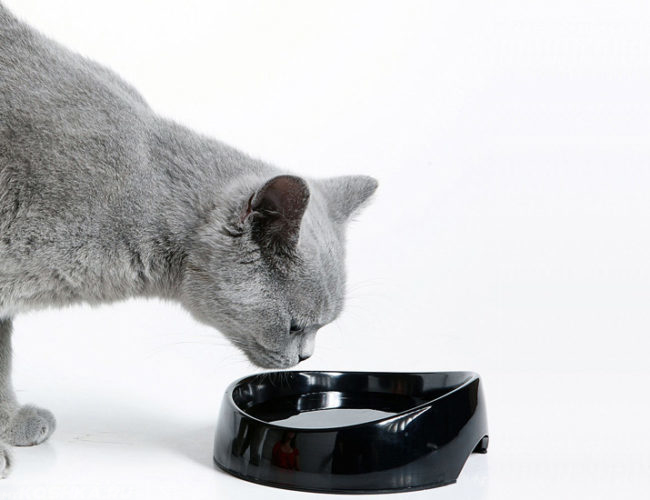 Серый кот и черная миска с водой