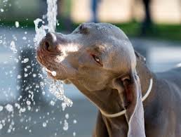 Важно установить причину повышенной жажды у собаки
