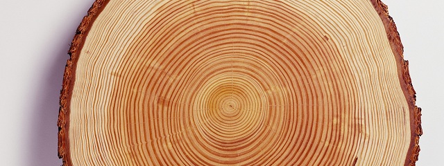 Окраска древесины лиственницы