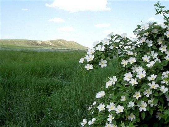 Флора Астраханский заповедник растения