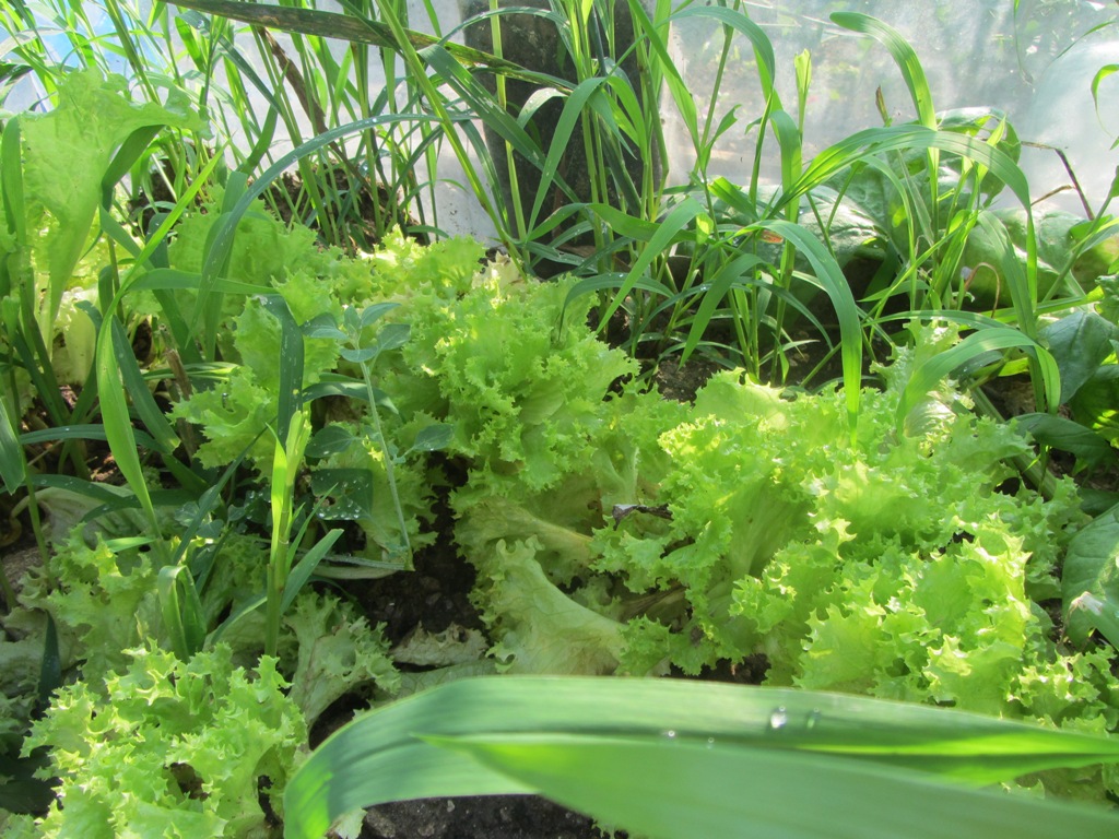 Салат растущий в крыму, свежий крымский салатный лист.
