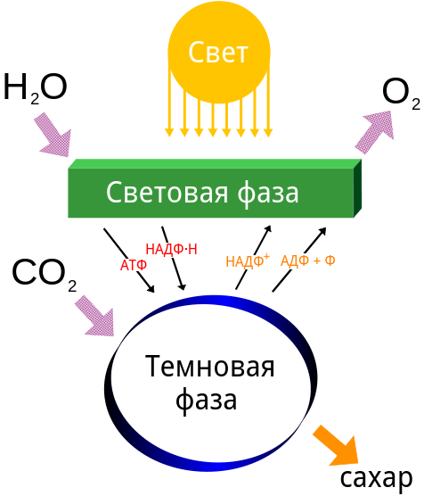 Краткая и понятная схема взаимосвязи световой и темновой фаз фотосинтеза