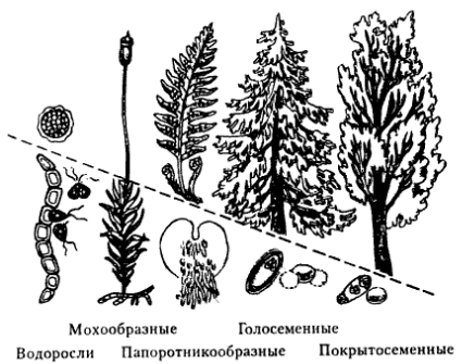 Соотношение гаметофита и спорофита в жизненных циклах растений