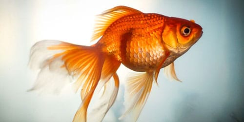 сонник золотая рыбка