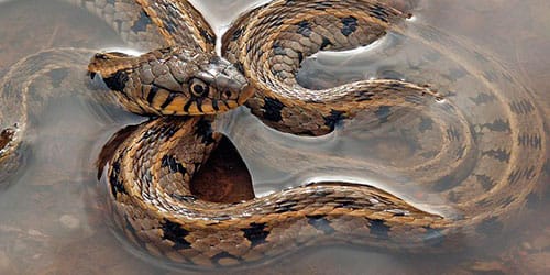сонник змеи в воде