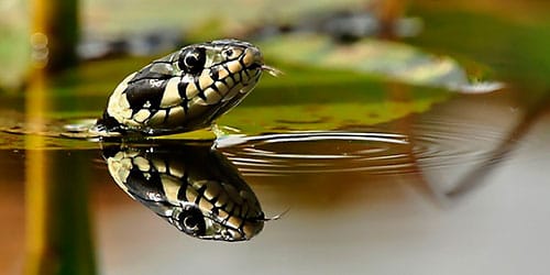 к чему снятся змеи в воде