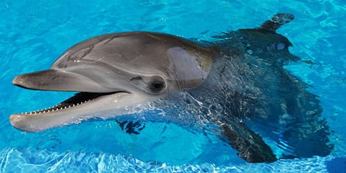 плавать с дельфинами в бассейне