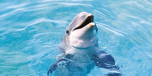 дельфин в чистом море