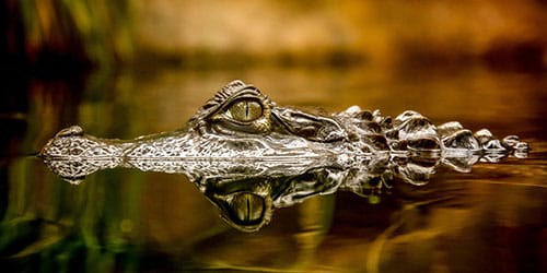 видеть во сне крокодила в воде