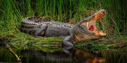 крокодил нападает
