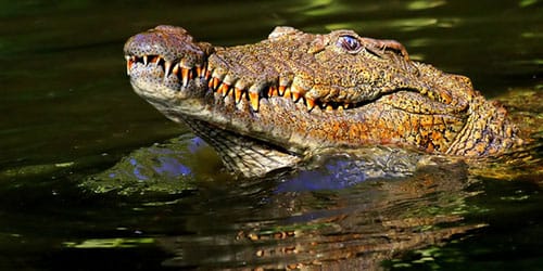 к чему снится крокодил в воде