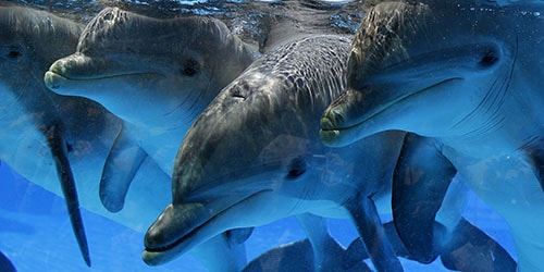 дельфины в воде