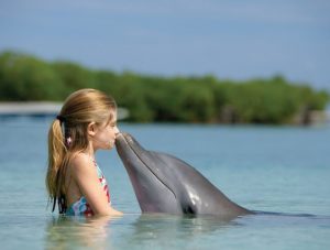Контактировать с дельфином