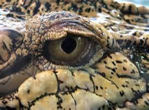 крокодилы сонник