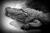 К чему снится крокодил в воде во сне