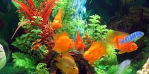 аквариум с рыбками во сне