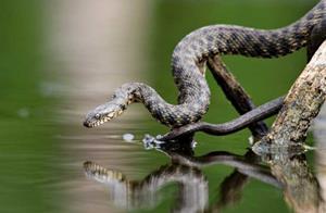 Змея над водой