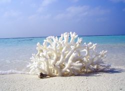 Коралловая вода состав