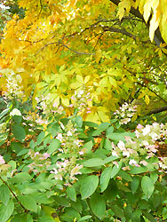 осень в Ботаническом саду