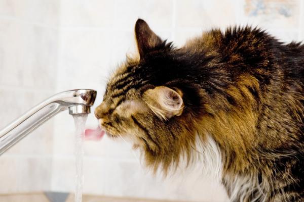 Вкус воды млекопитающие чувствуют рецепторами к кислому. (Фото: lipsky / Depositphotos.) 