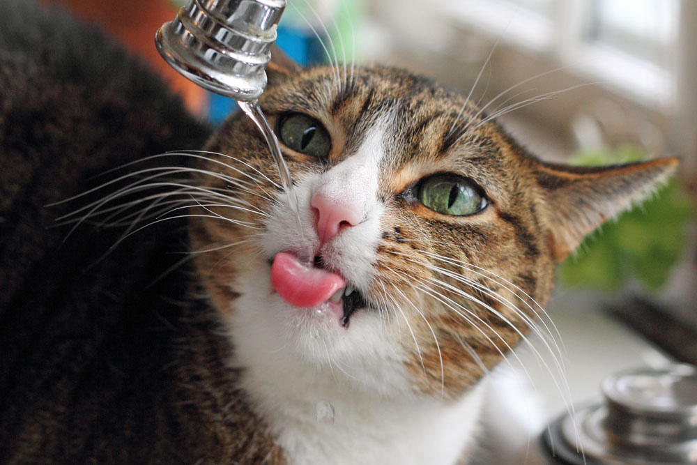 кот пьёт воду